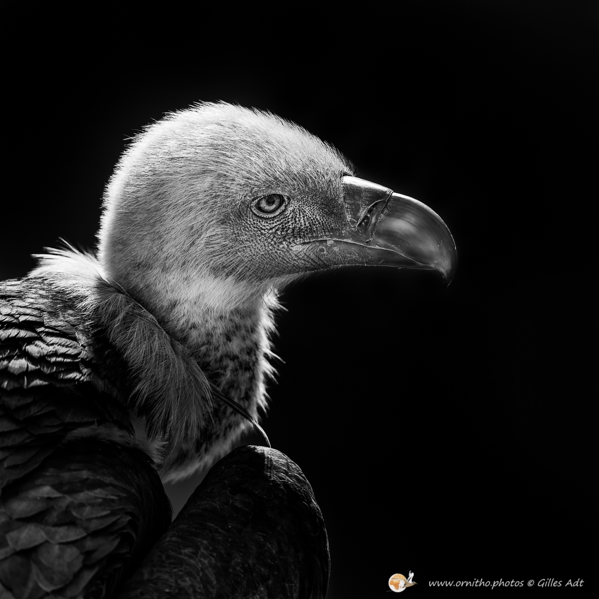 vautour fauve en N&B - © Gilles