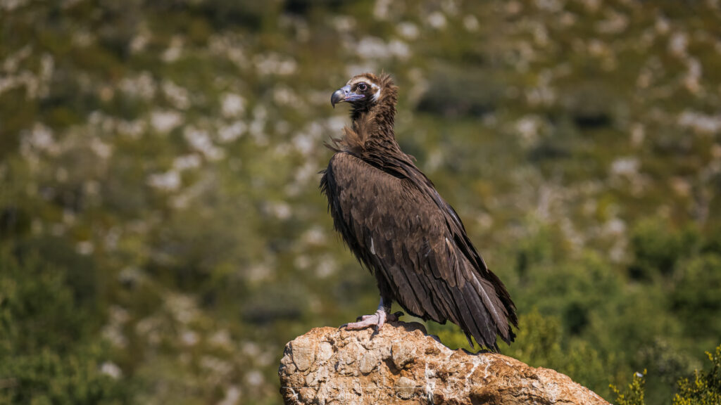 le vautour moine