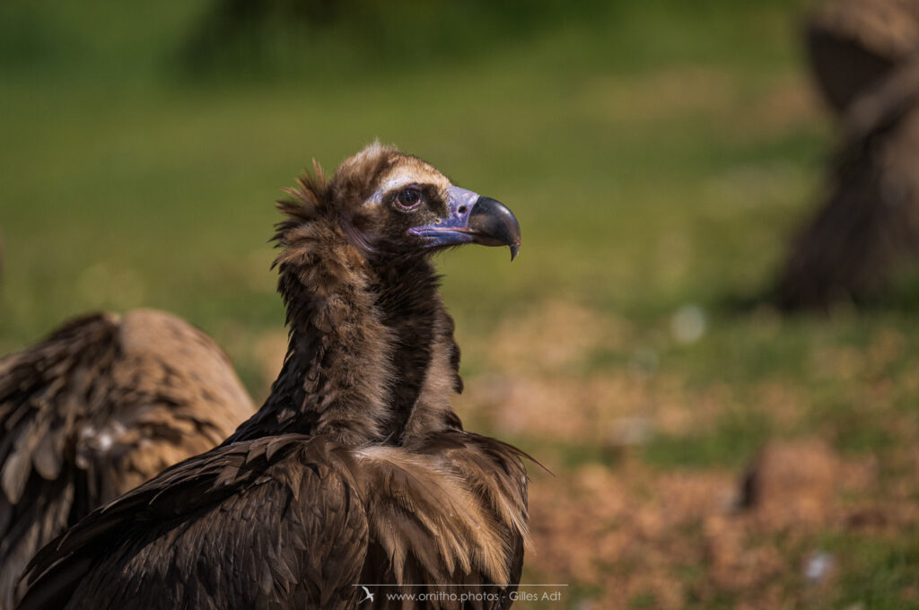 portrait d'un vautour moine