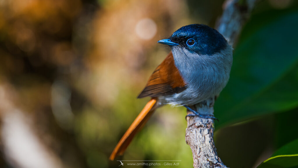 Le Terpsiphone de Bourbon est un oiseau endémique de la Réunion (la sous-espèce bourbonnensis) et de l'Ile Maurice (la sous-espèce desolata). Il est présent dans les forêts humides des 2 iles et on le voit jusqu'au Volcan ou au Maido soit à environ 2000m d'altitude.