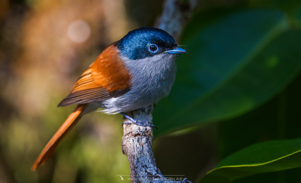 Le Terpsiphone de Bourbon est un oiseau endémique de la Réunion (la sous-espèce bourbonnensis) et de l'Ile Maurice (la sous-espèce desolata). Il est présent dans les forêts humides des 2 iles et on le voit jusqu'au Volcan ou au Maido soit à environ 2000m d'altitude.