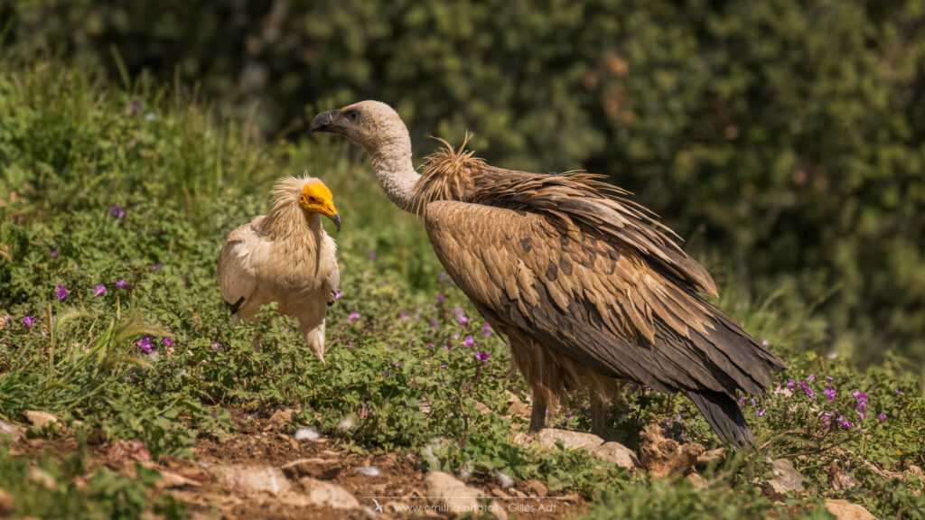 Percnoptère d'Egypte et Vautour fauve 